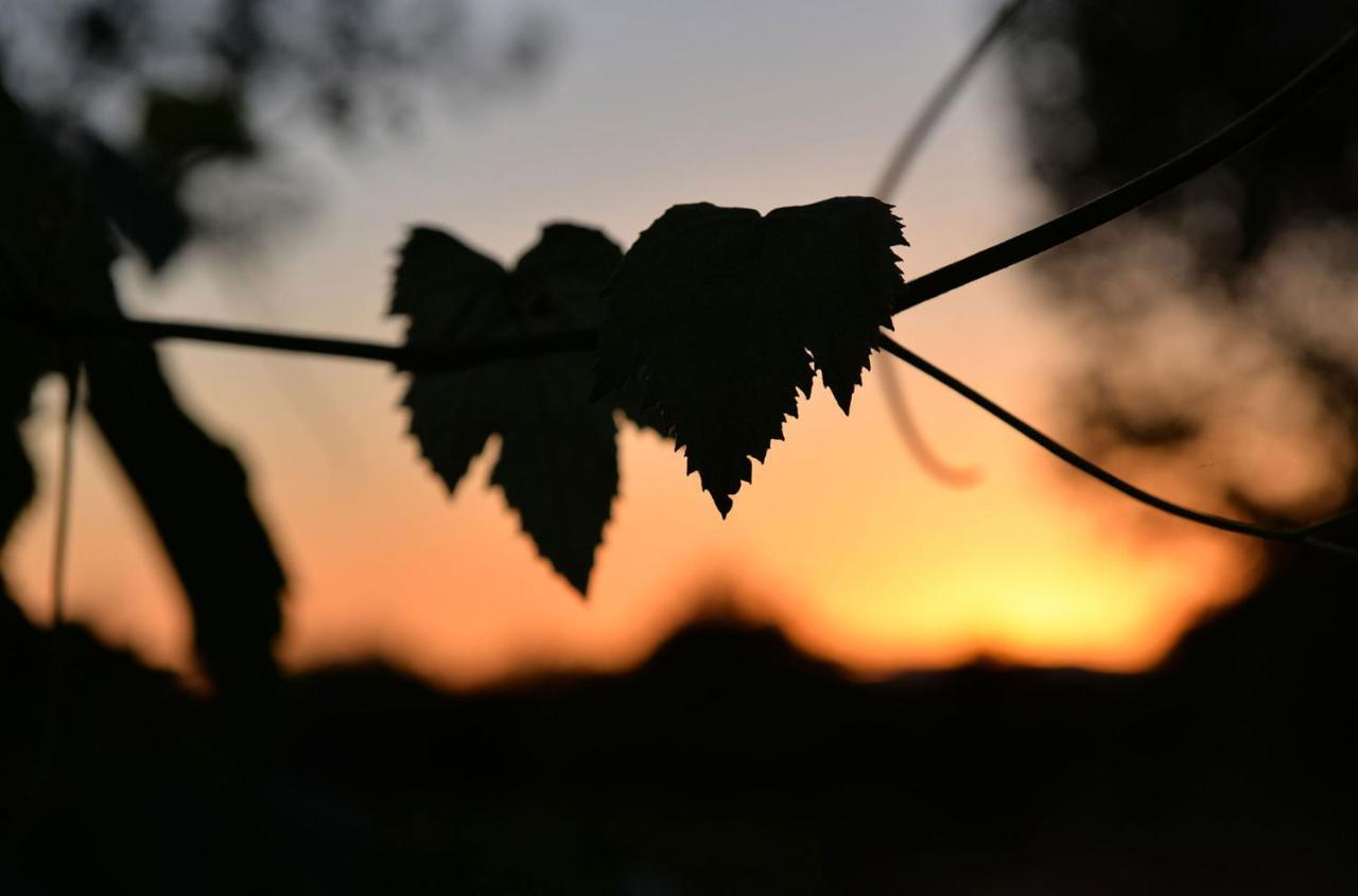 Agriturismo Arte Et Agricoltura Тоскана Екстериор снимка